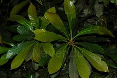 Agrostistachys borneensis